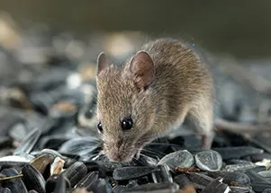 Mice in Baltimore, Maryland