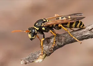Wasps and Hornets: Unwanted Guests in Your Baltimore Backyard