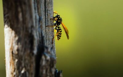 Bees and Wasps: What’s the Difference?