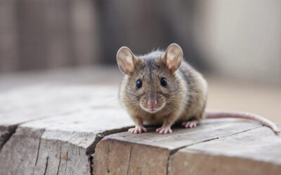 Rodent Rundown (Baltimore)