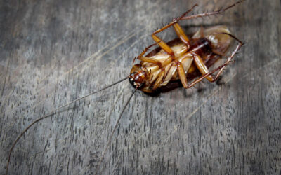 JANUARY BLOG: GERMAN COCKROACHES