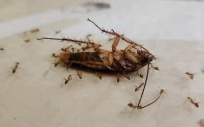 Common Fall Pests in Baltimore