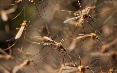 BALTIMORE MOSQUITOES