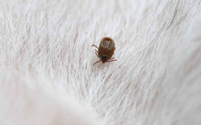 MAY – TICK AWARENESS MONTH