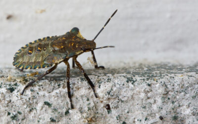 December Blog: Stink Bugs