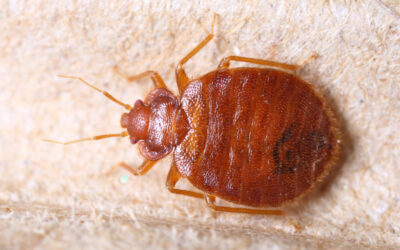 NOVEMBER BLOG – BED BUGS