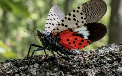 JULY BLOG: The Spotted Lantern Fly