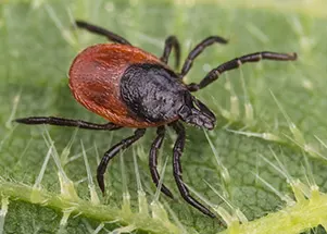 Charm City and Crawly Critters: A Look at Baltimore’s History and its Pest Problem 