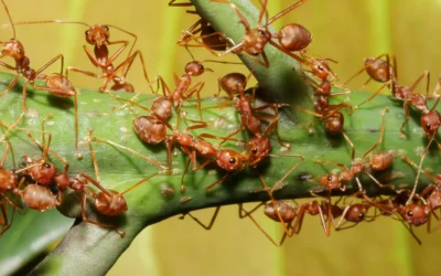 FEBRUARY BLOG: ANTS IN BALTIMORE