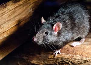 No Mice Allowed This Fall