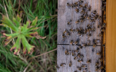 Carpenter Bees in Baltimore, MD