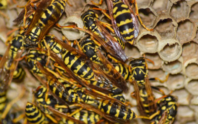 SEPTEMBER BLOG Yellow Jackets in Baltimore, Maryland