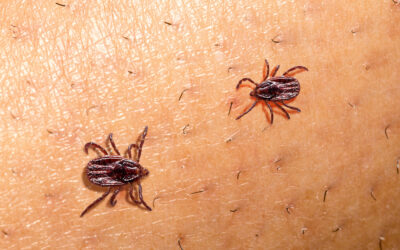 Tick Season in Maryland: What Every Homeowner Should Know to Protect Their Family and Pets