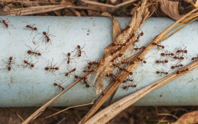 How to Find a Carpenter Ant Nest Before It Damages Your Home
