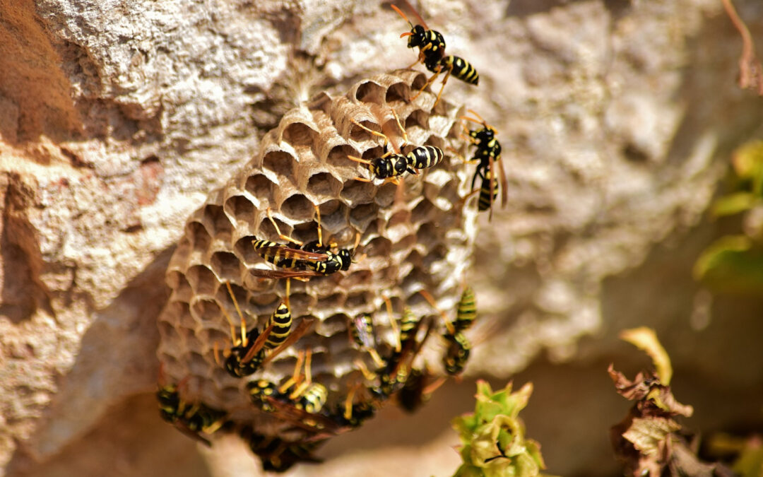 Hornets: What They Are, What They Do, When They’re Good, and When They’re Bad