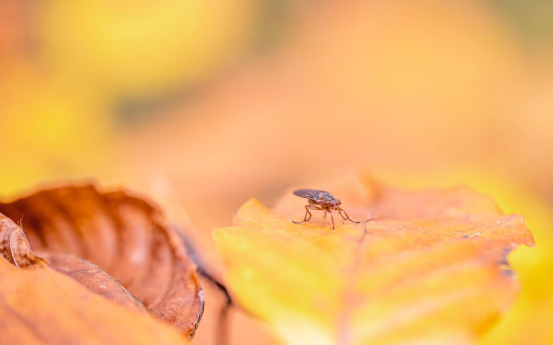 September Fall Pest Guide: Ways To Keep Seasonal Pests Out Of Your Home